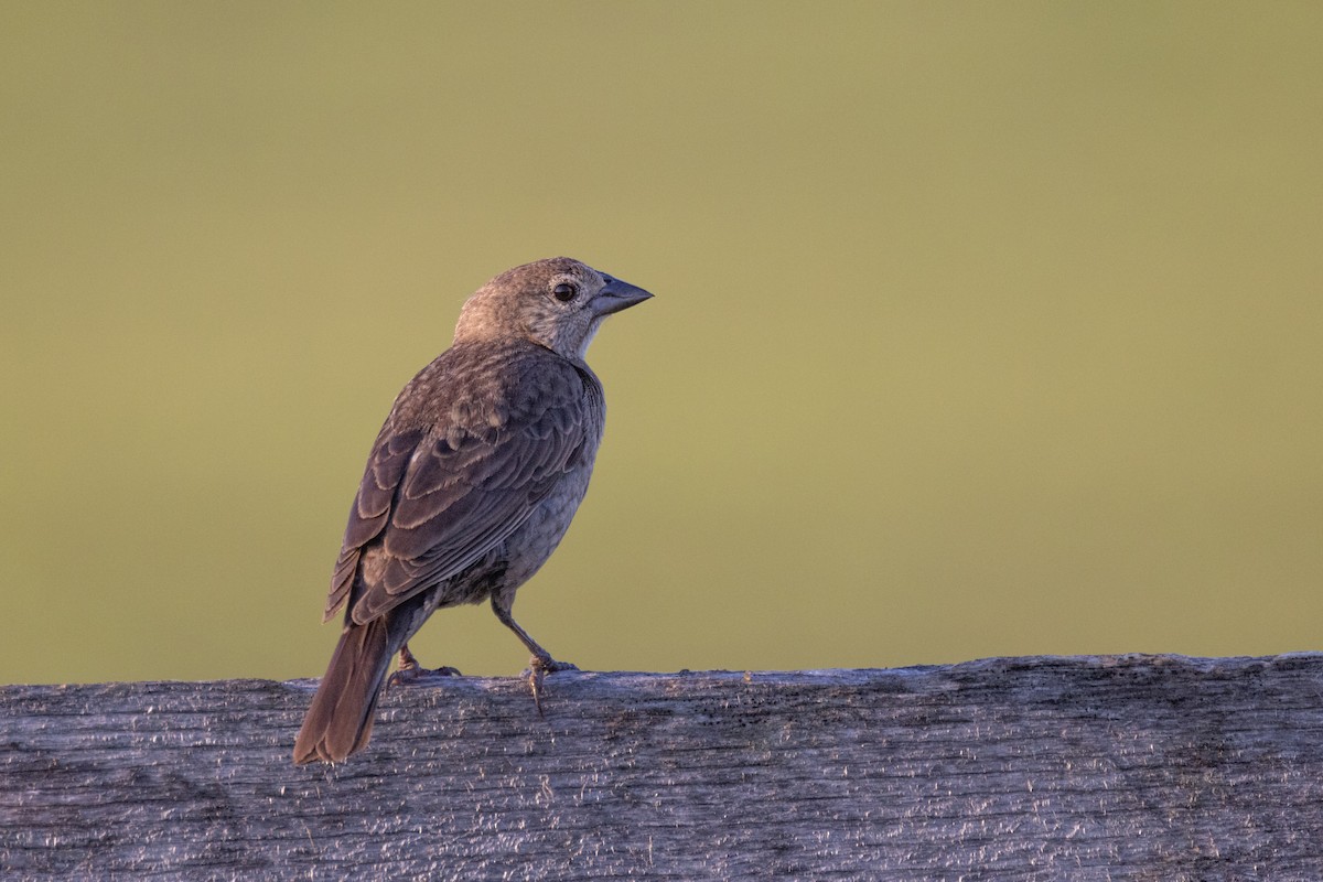 Brown-headed Cowbird - ML620610785