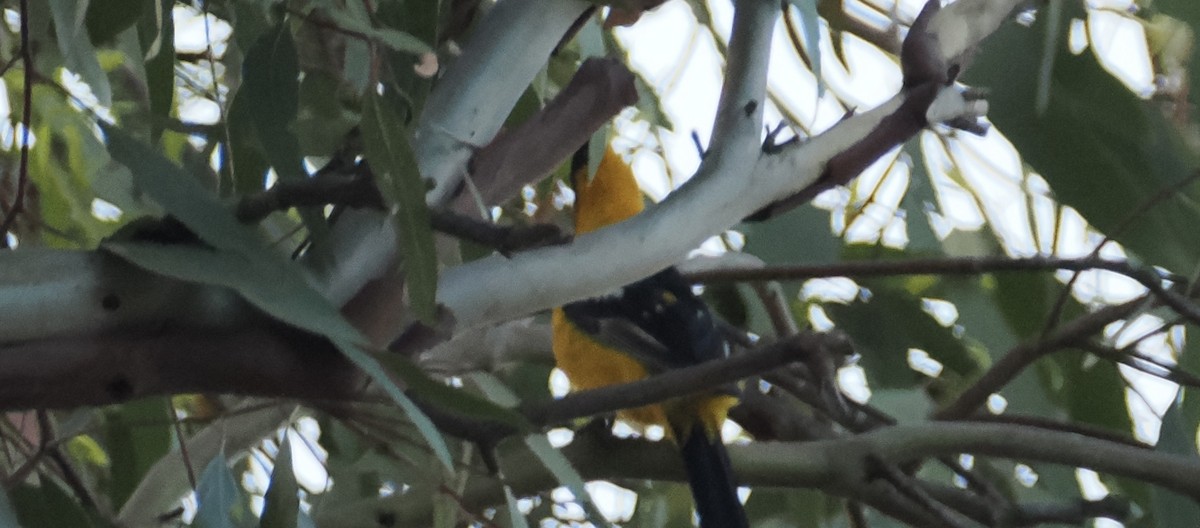 Hooded Oriole - ML620610791