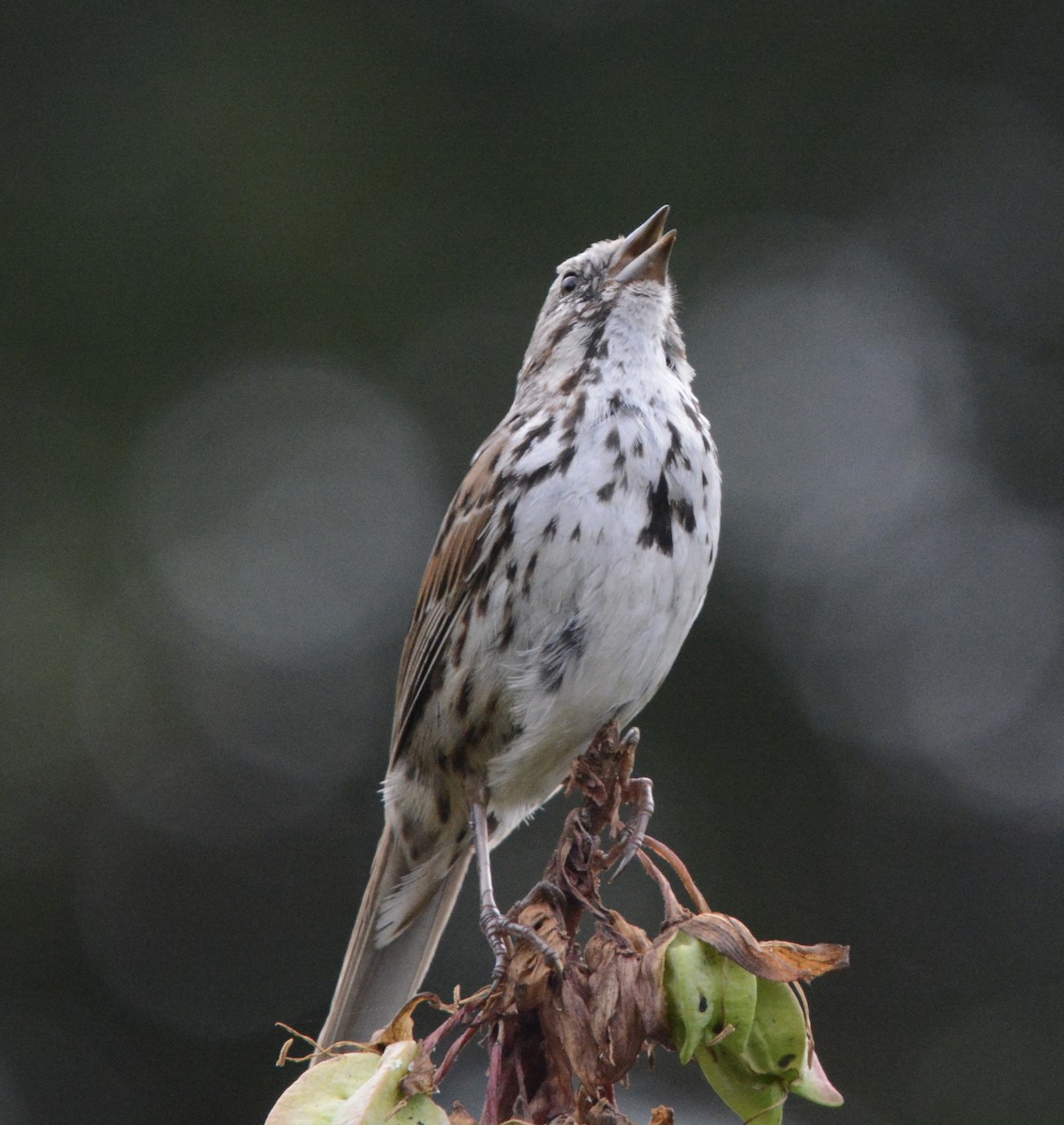 Song Sparrow - ML620610797