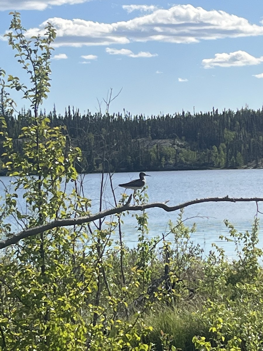 Lesser Yellowlegs - ML620610799