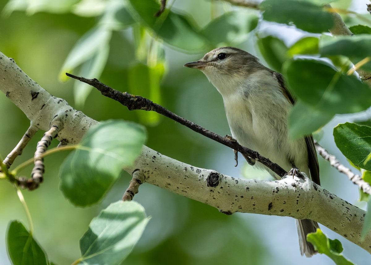 Warbling Vireo - ML620610802