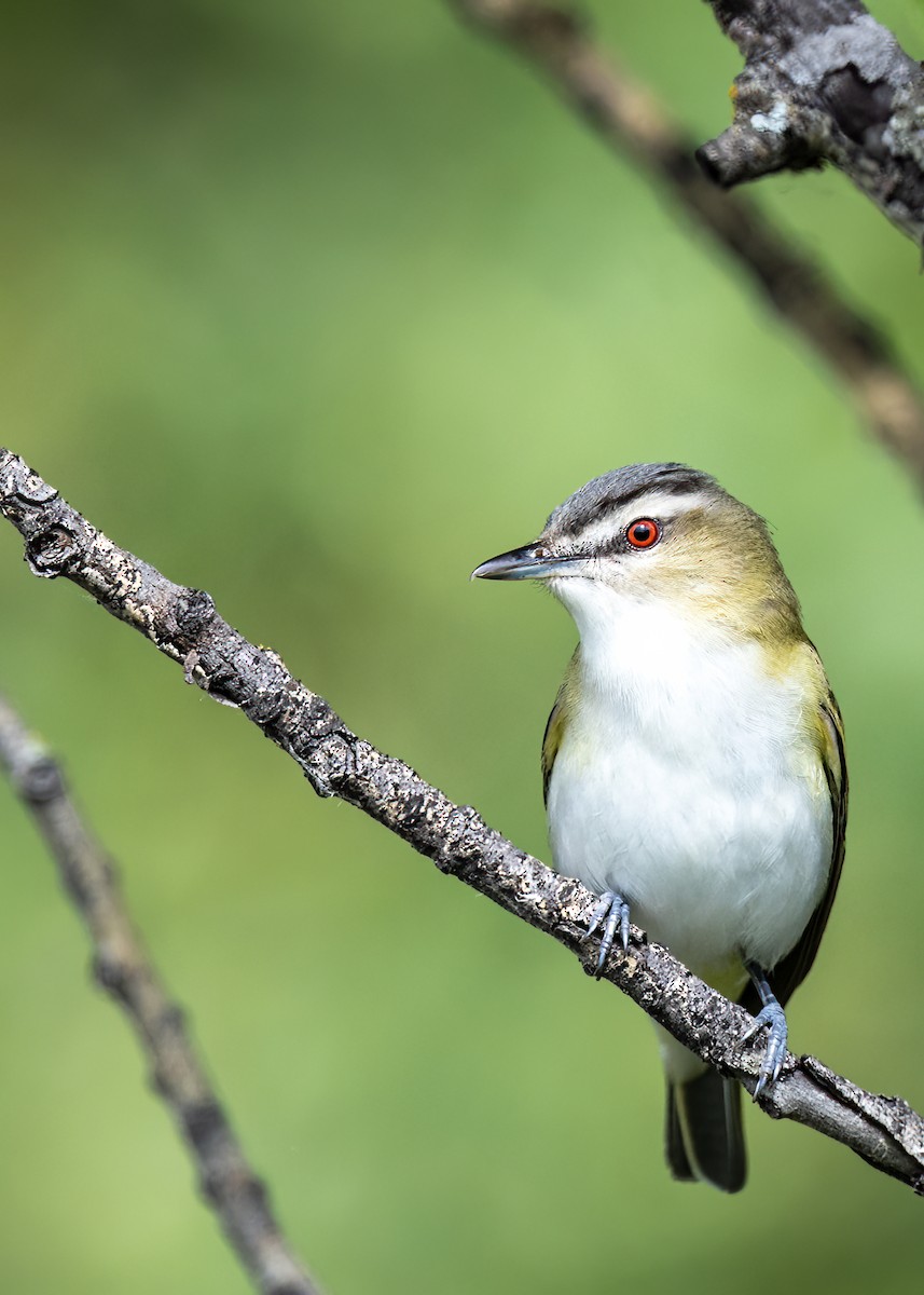 Kızıl Gözlü Vireo - ML620610803