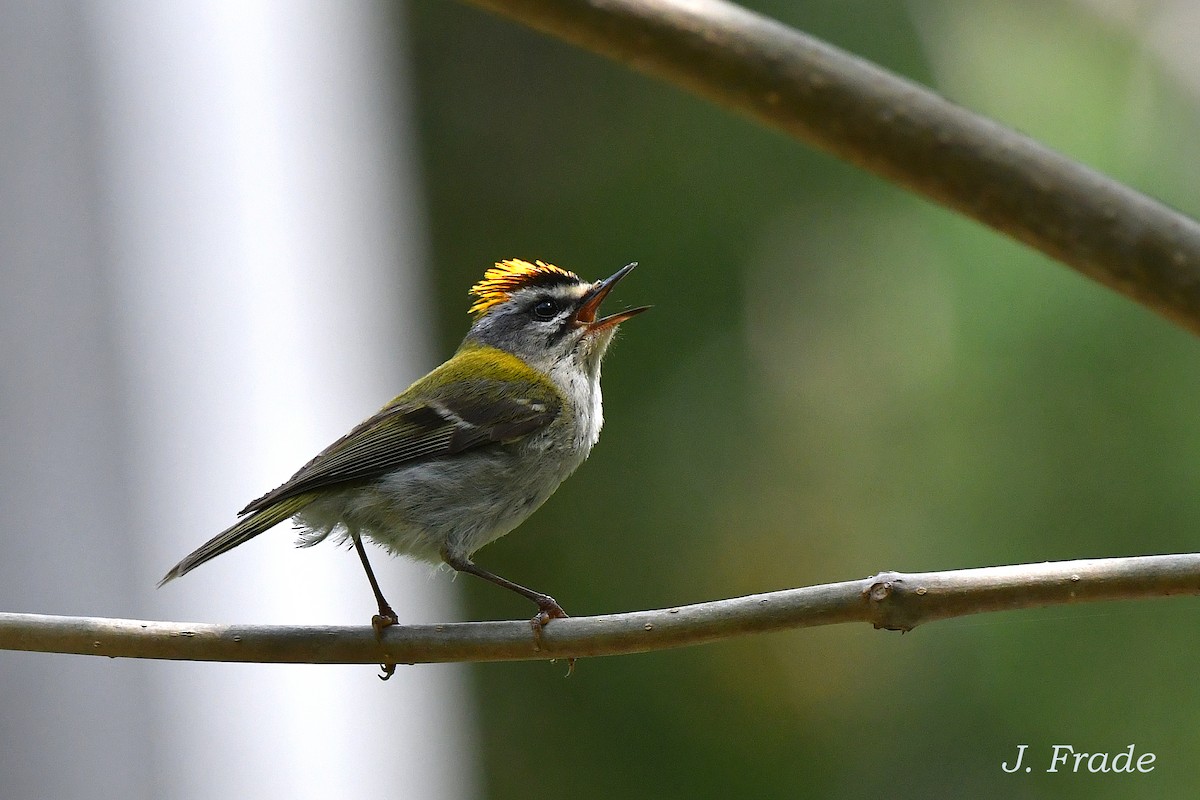 Common Firecrest - José Frade