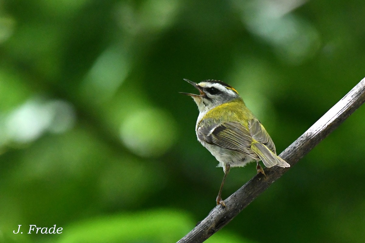 Common Firecrest - ML620610805