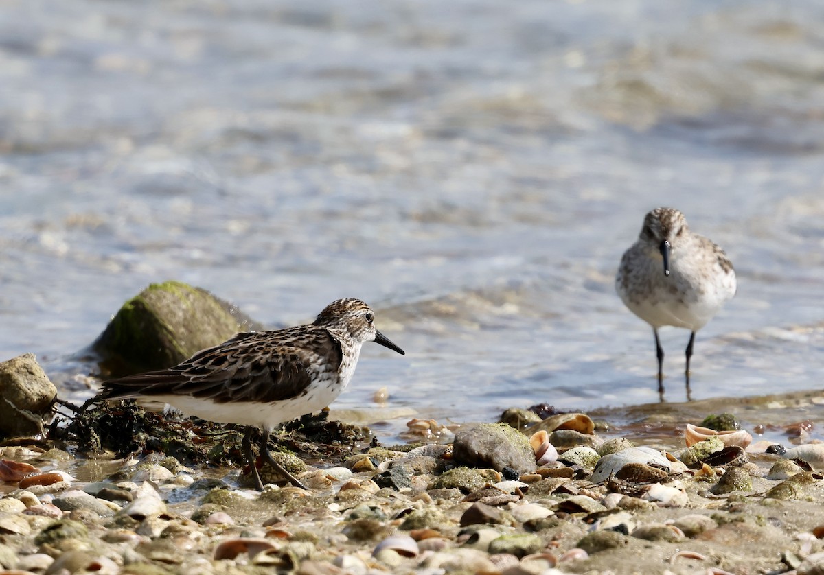 Semipalmated Sandpiper - ML620610808