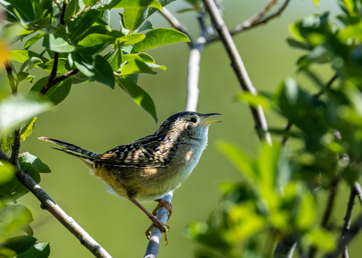 Sedge Wren - ML620610809