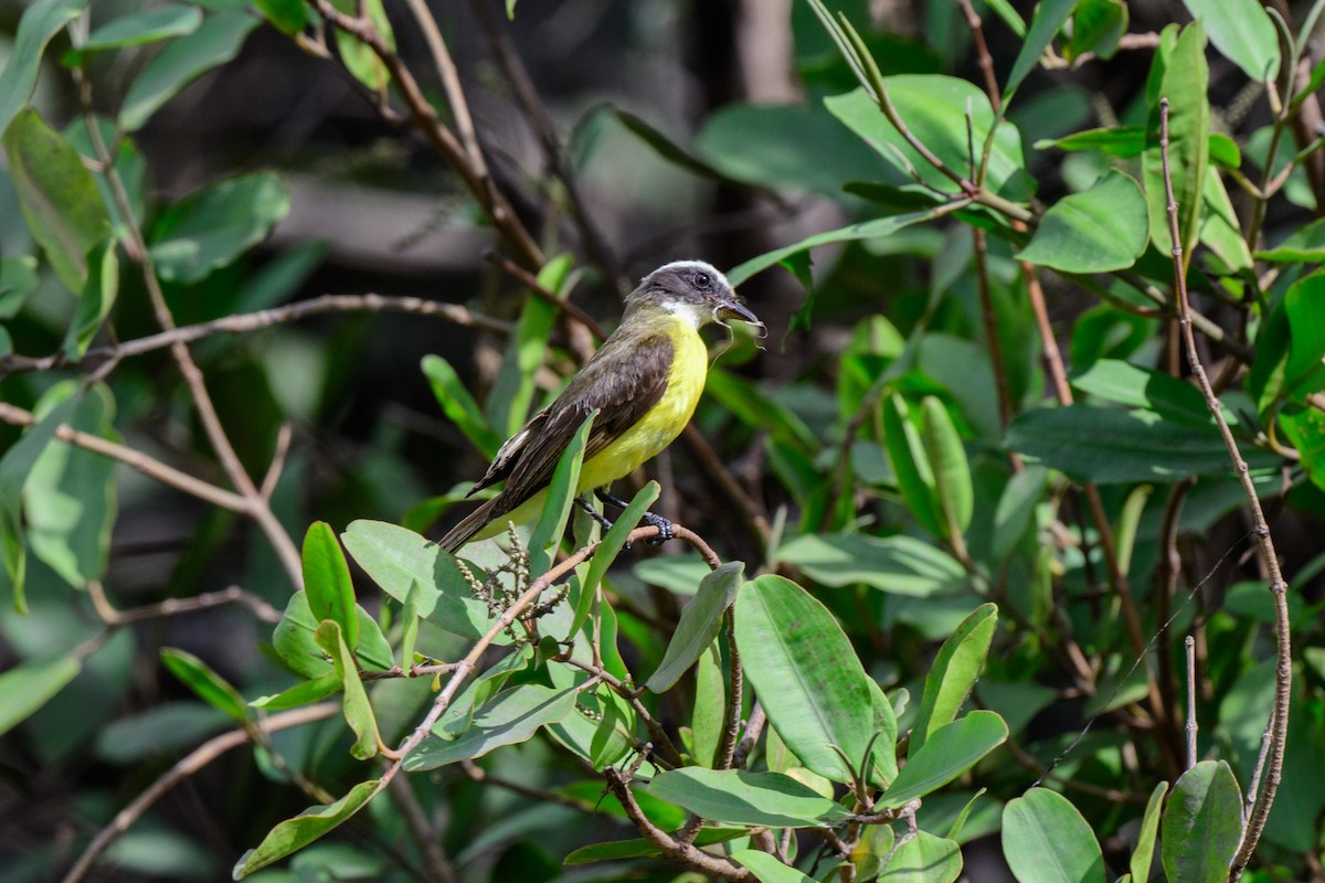 Social Flycatcher - ML620610810