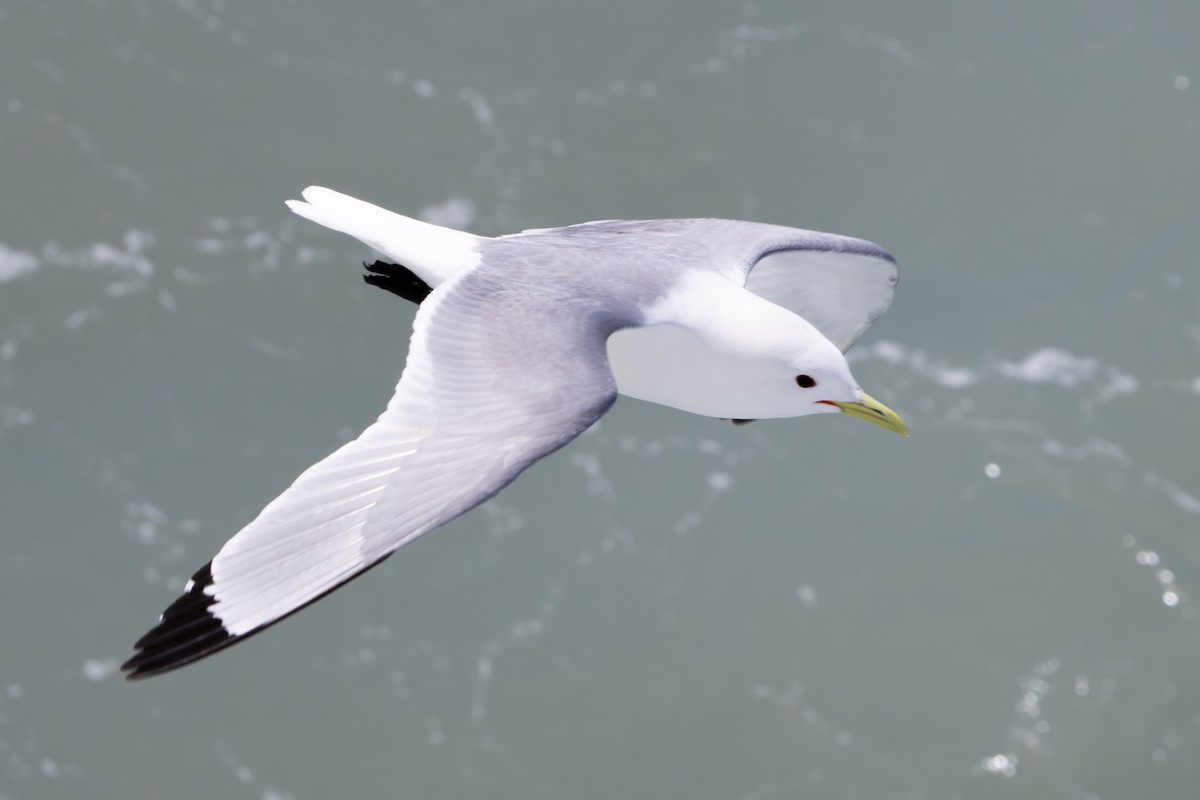 Black-legged Kittiwake - ML620610814