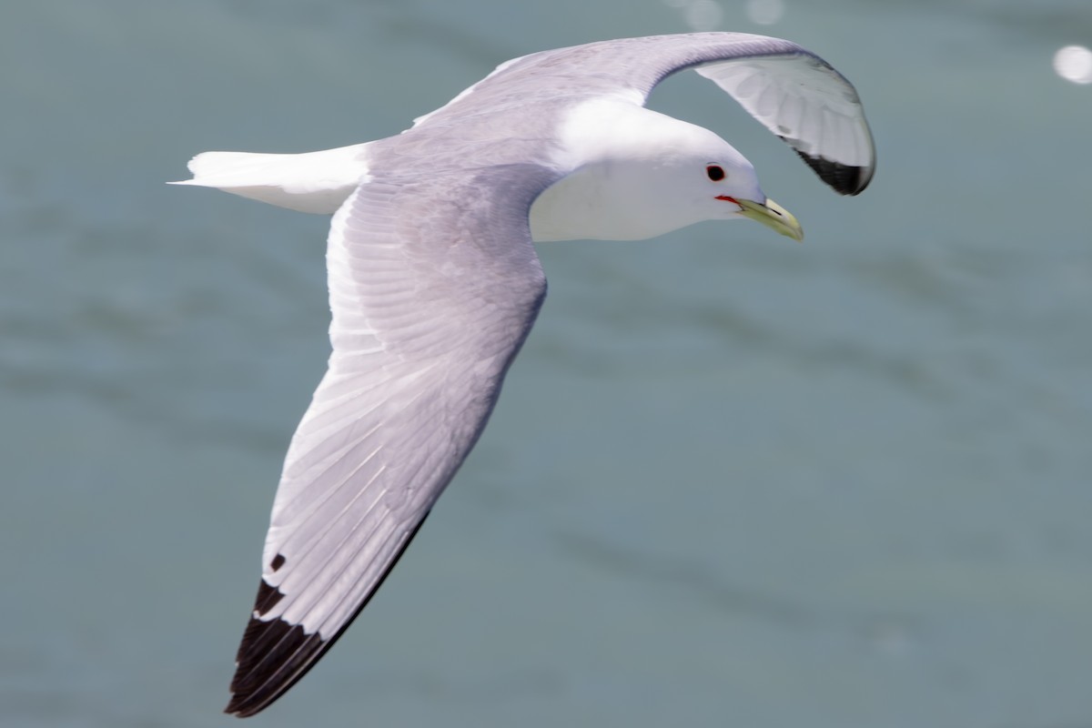 Mouette tridactyle - ML620610816