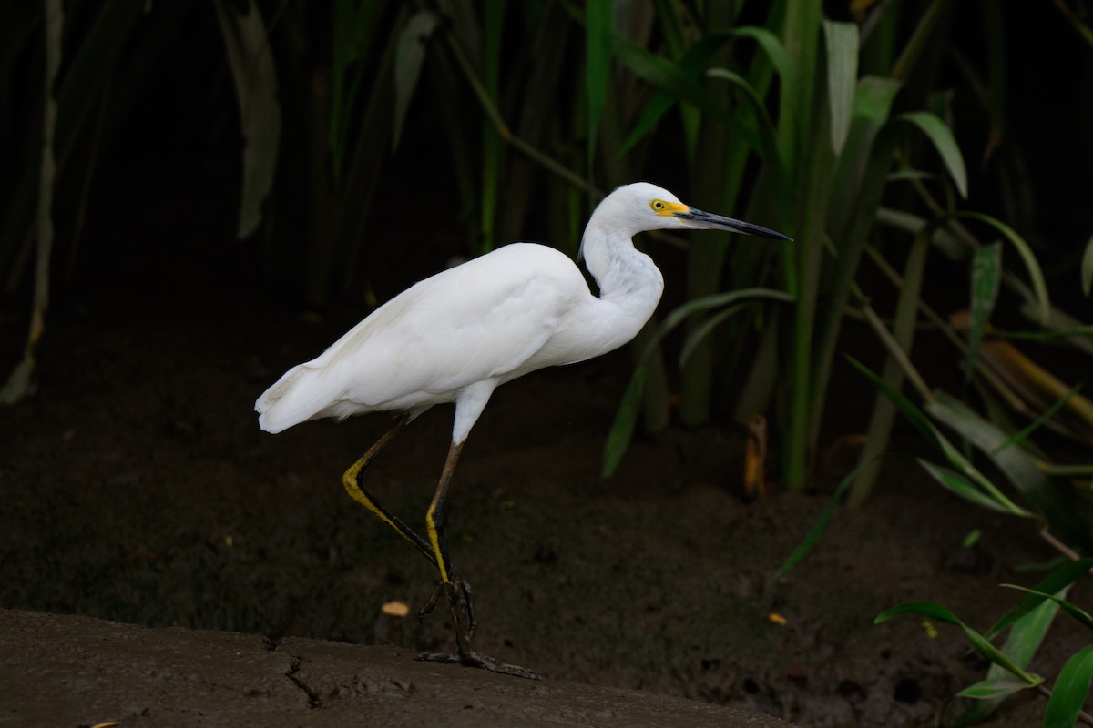 Aigrette neigeuse - ML620610819