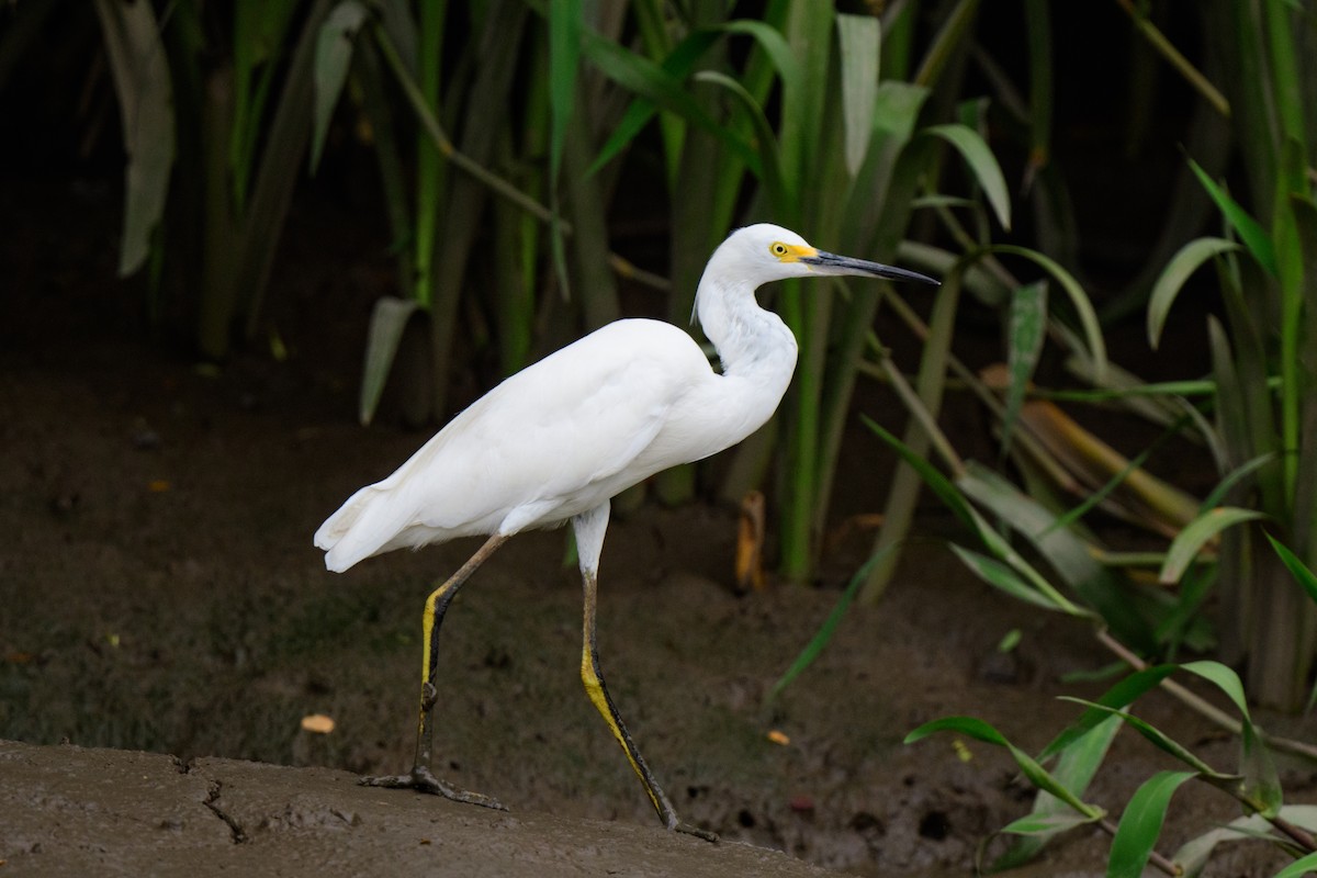 Aigrette neigeuse - ML620610820