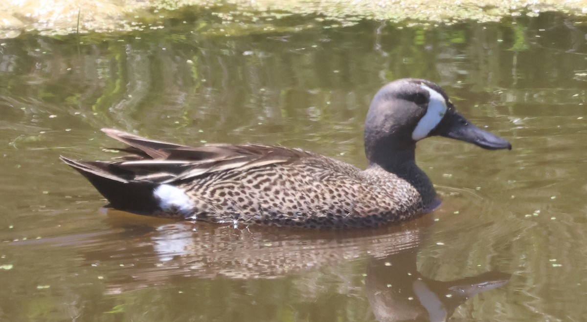Blue-winged Teal - ML620610821