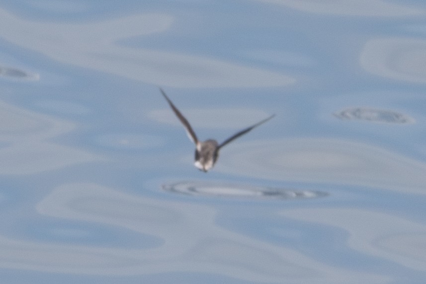 Kittlitz's Murrelet - ML620610822