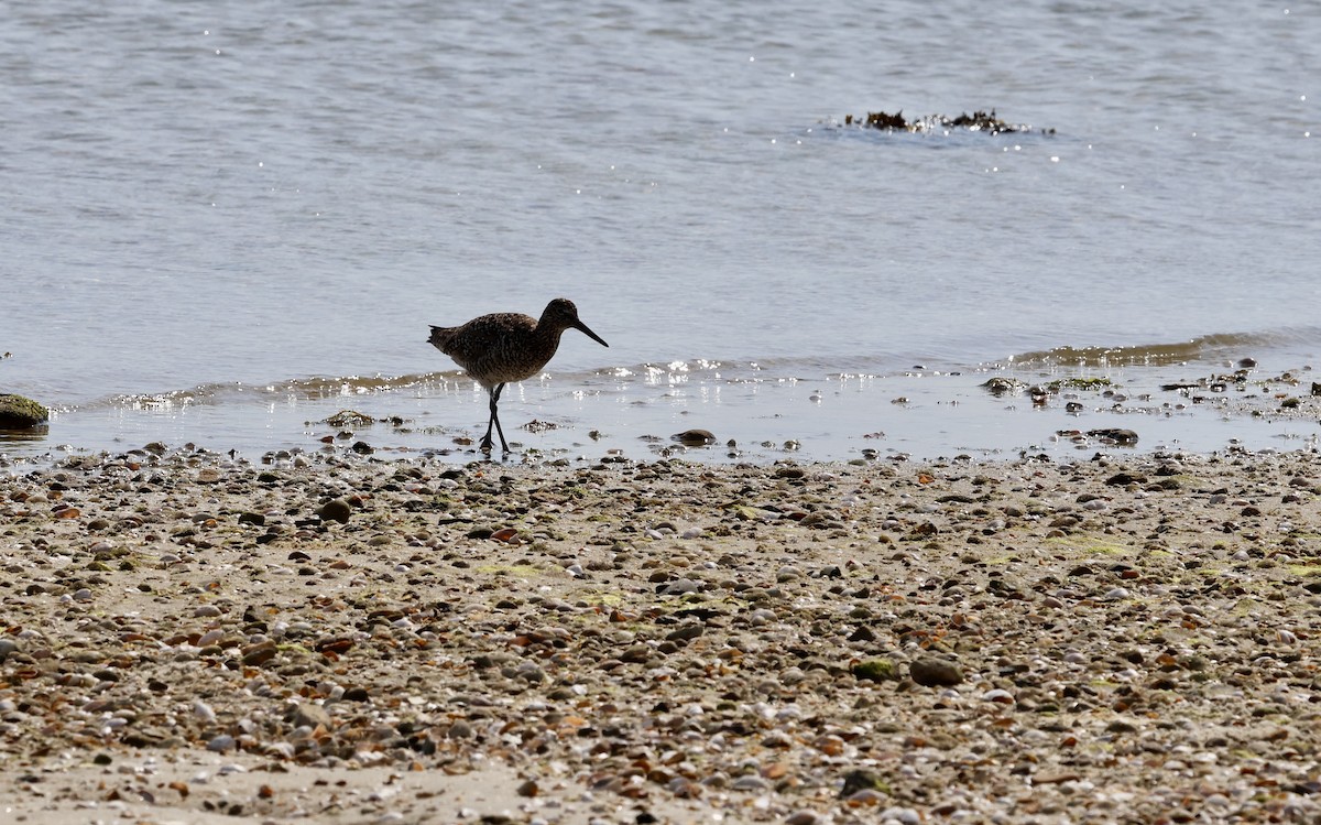 Willet - ML620610824