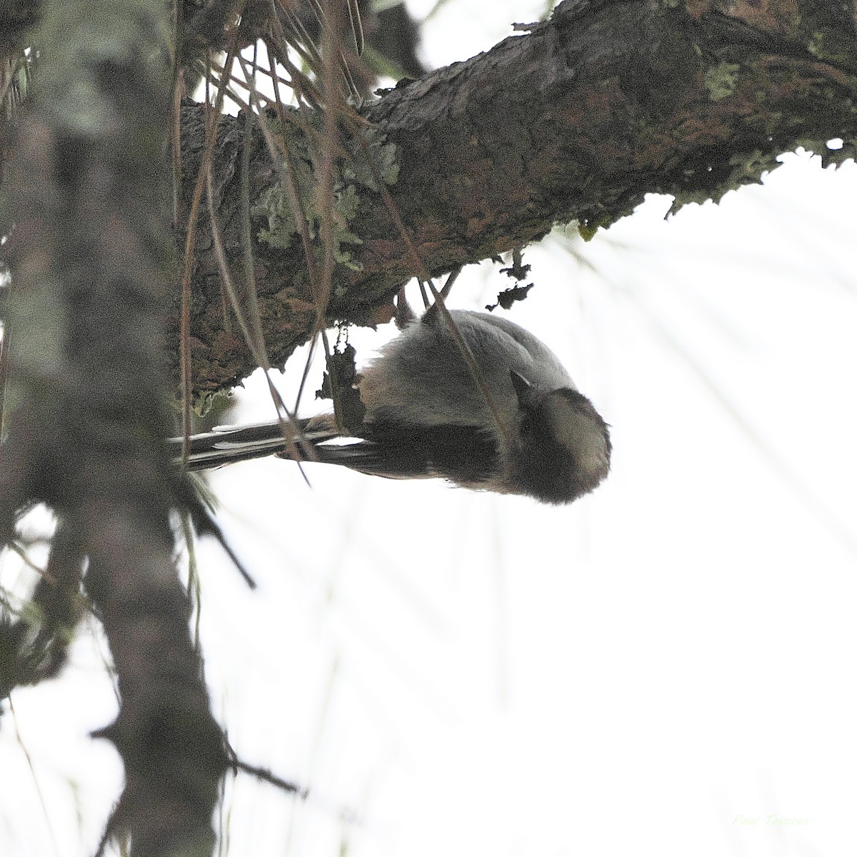 Long-tailed Tit - ML620610825