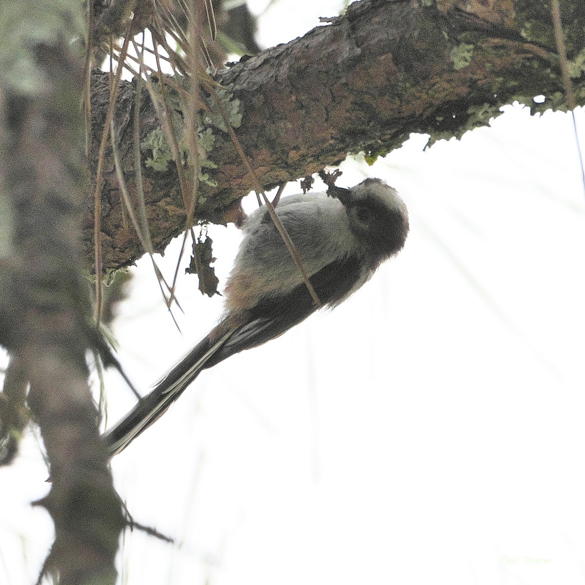 Long-tailed Tit - ML620610826