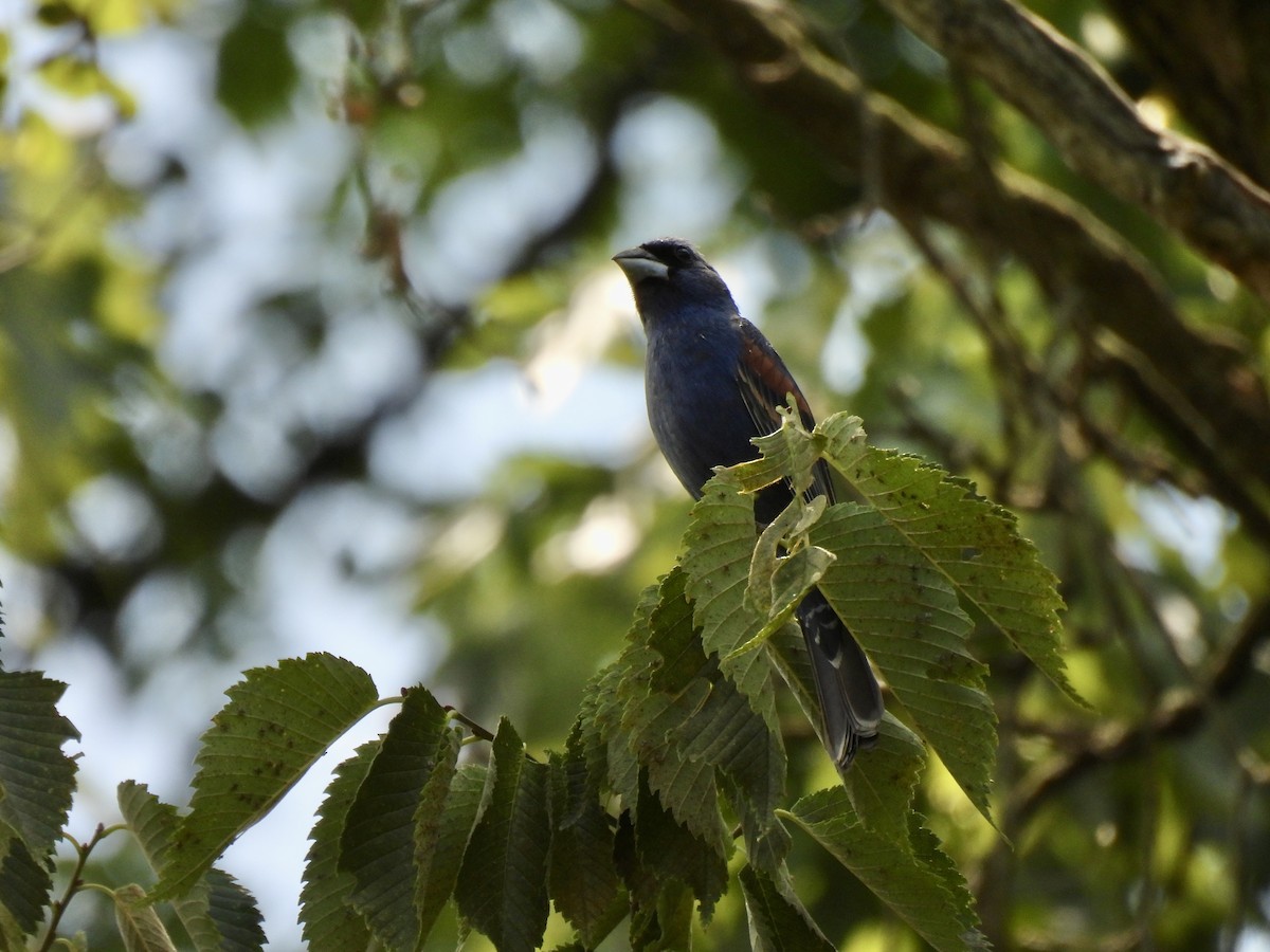 Blue Grosbeak - ML620610828