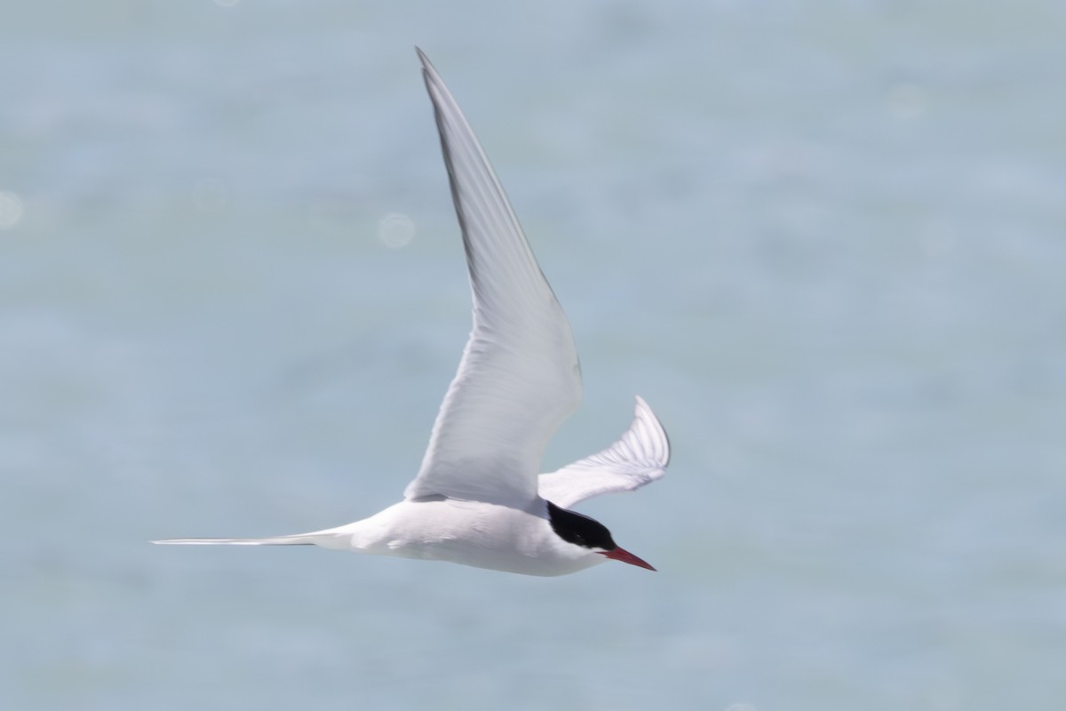 Arctic Tern - ML620610836