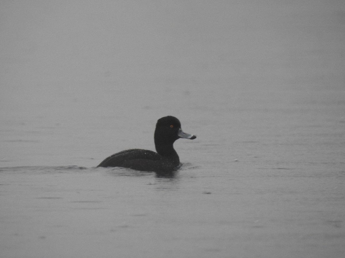 New Zealand Scaup - ML620610841