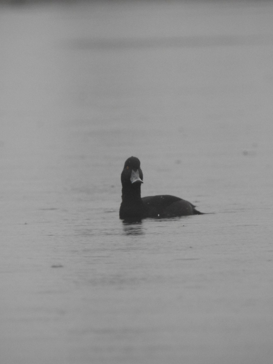 New Zealand Scaup - Eric Minogue