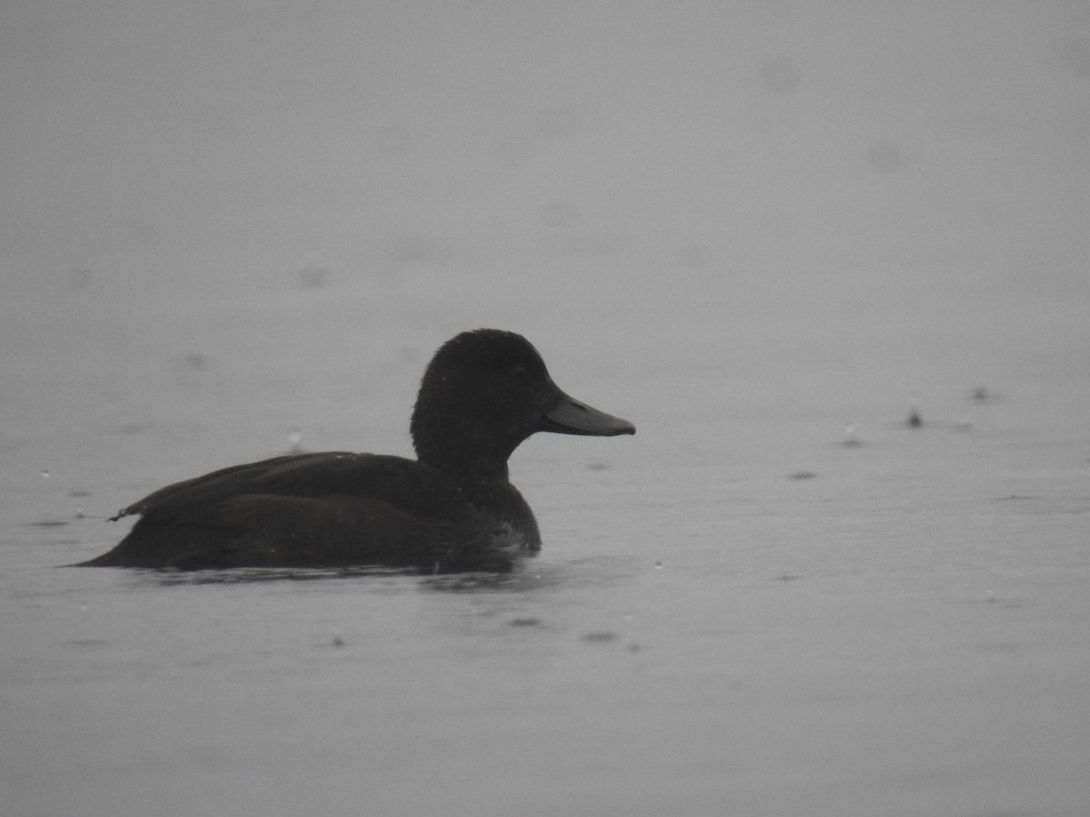 New Zealand Scaup - ML620610843