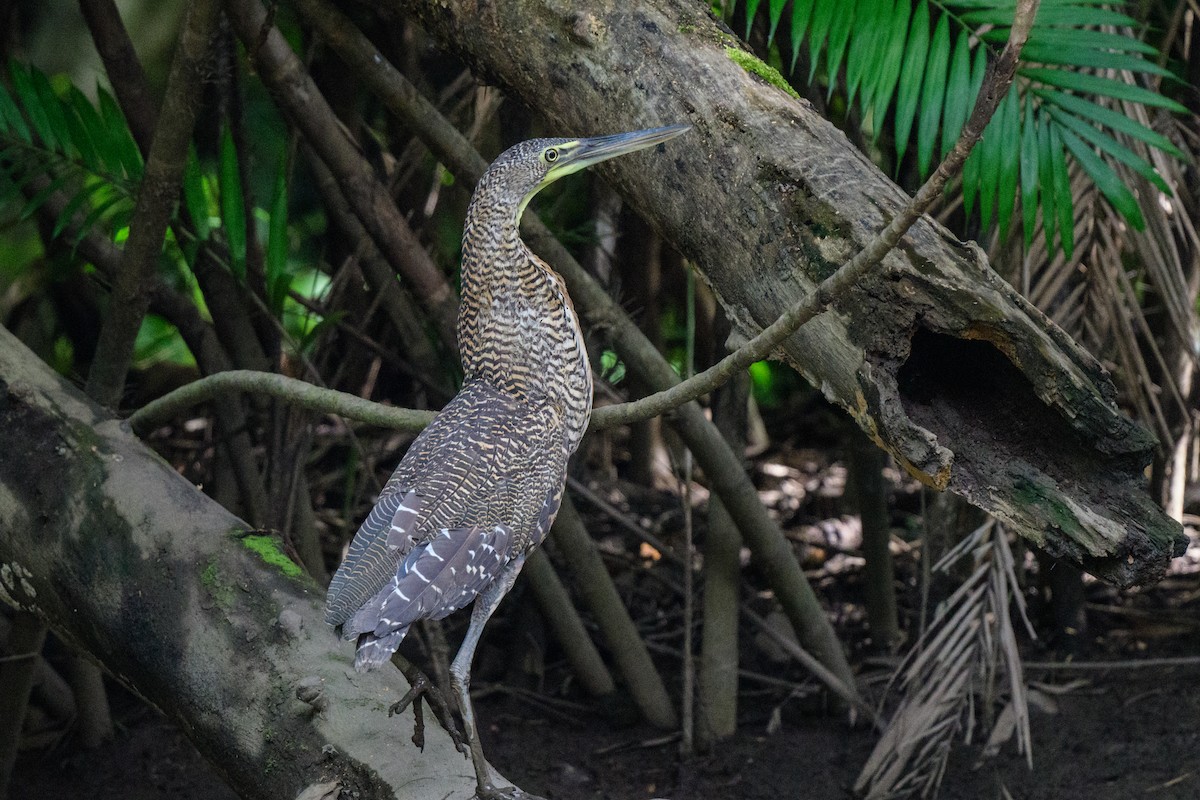 Bare-throated Tiger-Heron - ML620610845