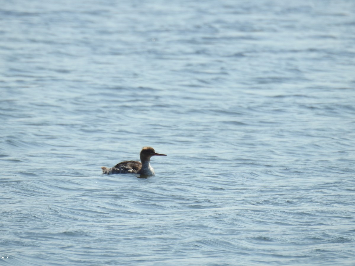 Red-breasted Merganser - ML620610846