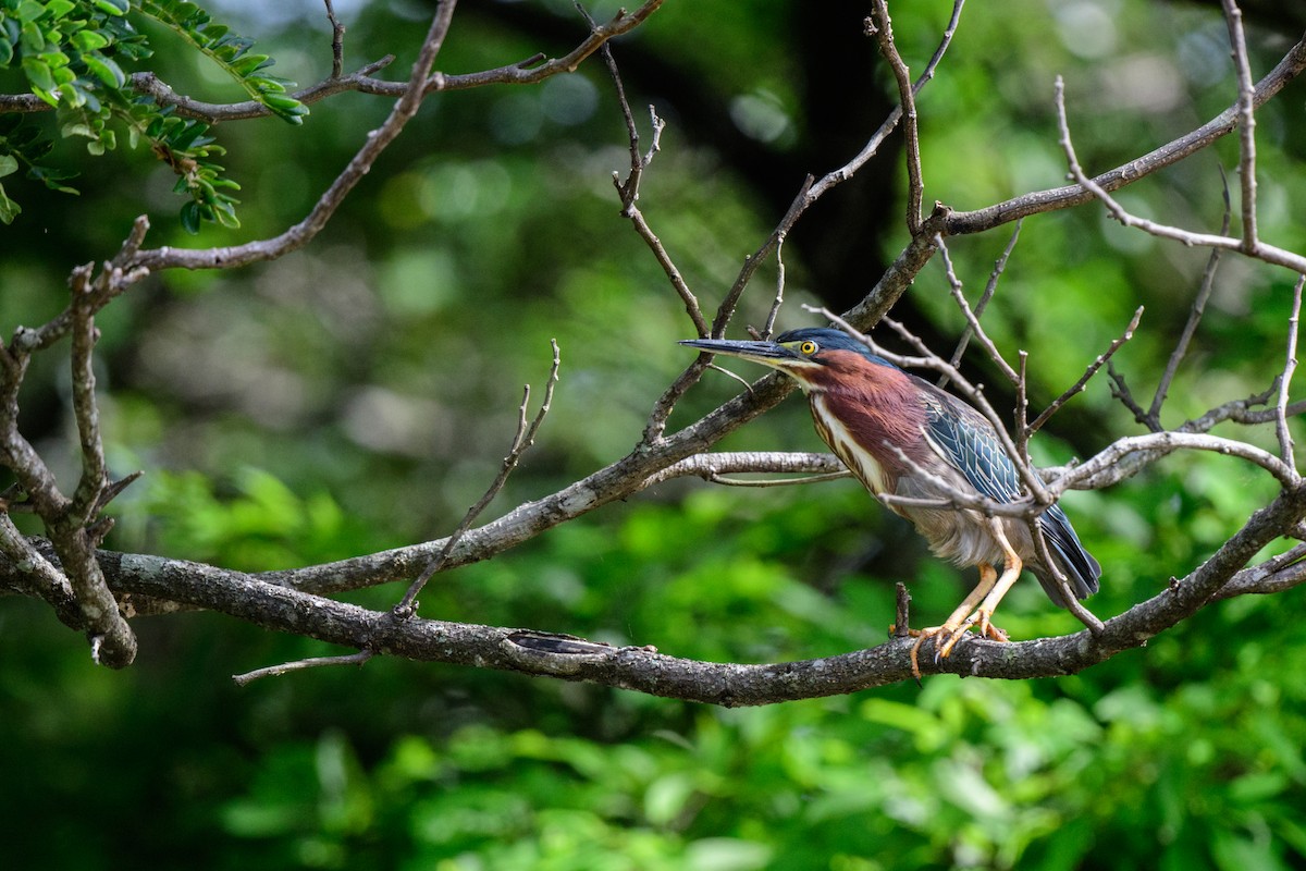 Green Heron - ML620610849