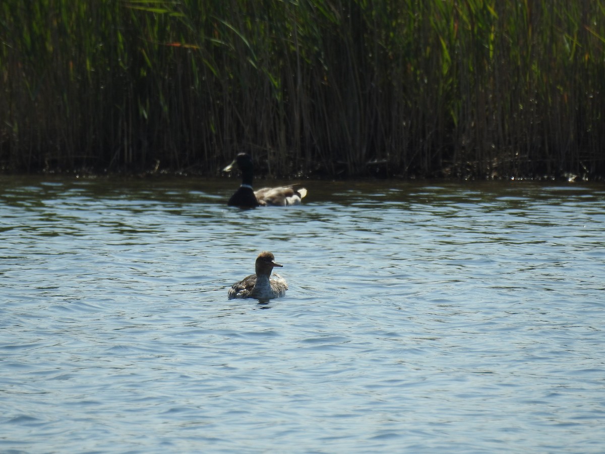 Red-breasted Merganser - ML620610850