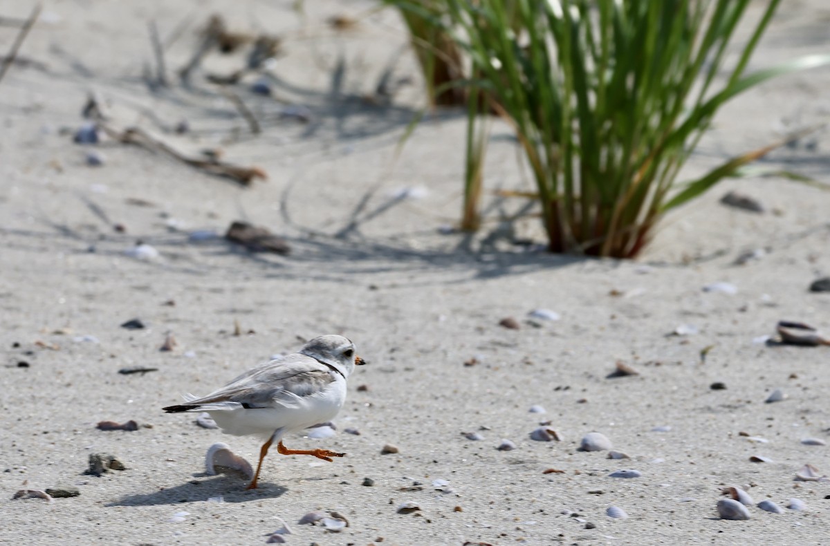 Piping Plover - ML620610855
