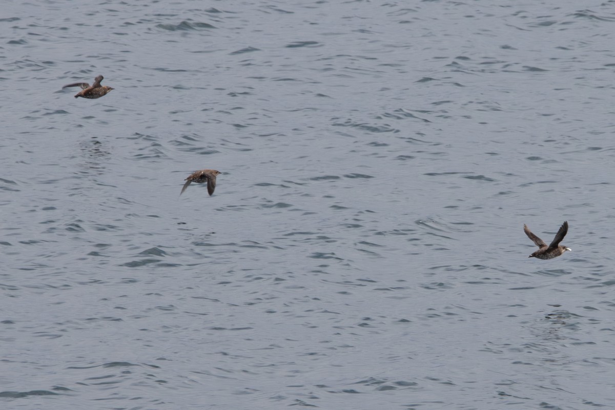 Marbled Murrelet - ML620610861