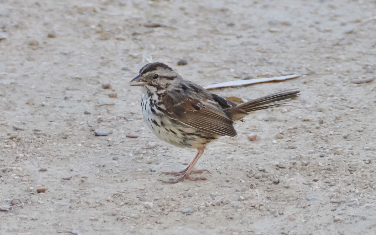 Song Sparrow - ML620610862