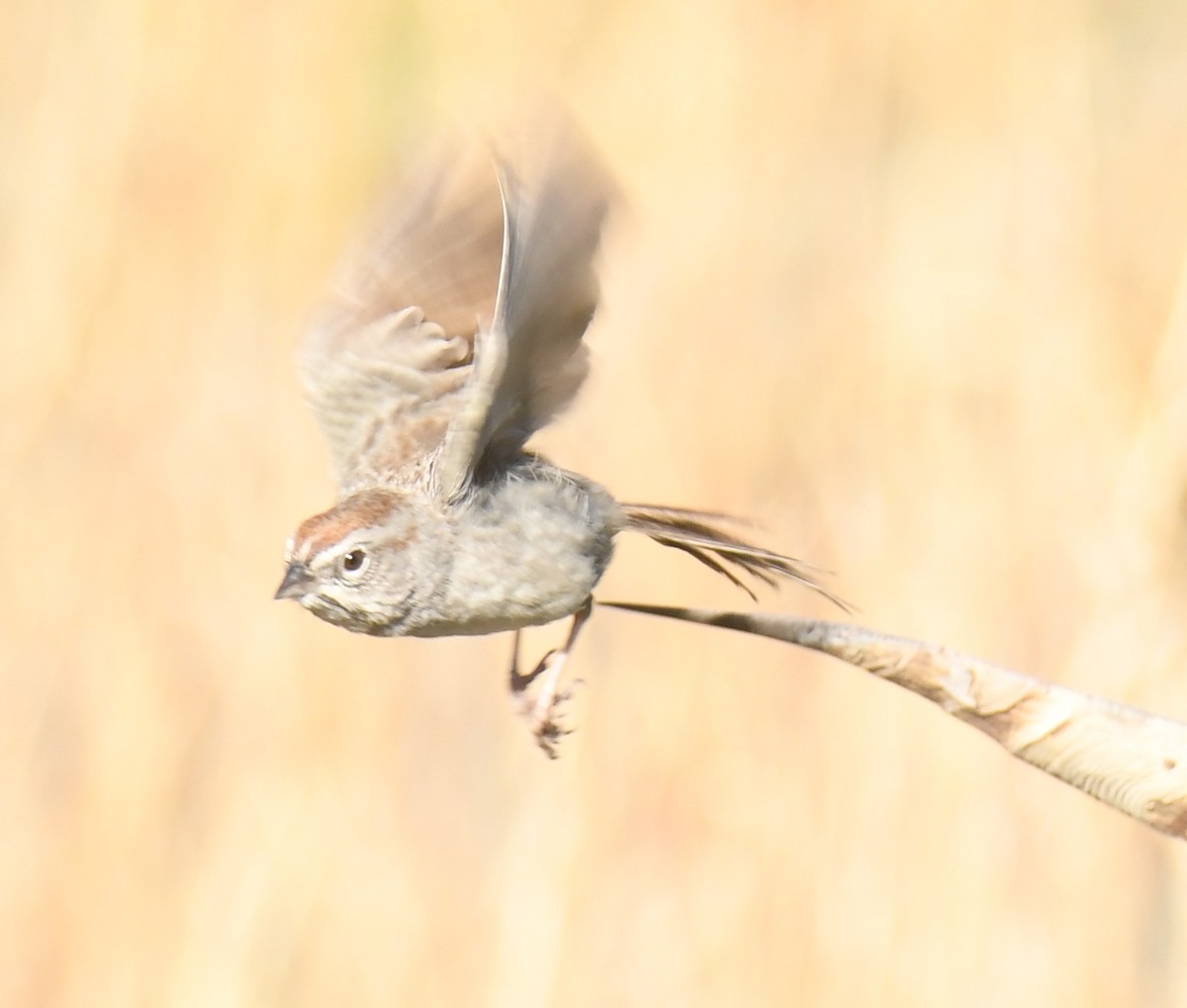 Rufous-crowned Sparrow - Leonardo Guzmán (Kingfisher Birdwatching Nuevo León)