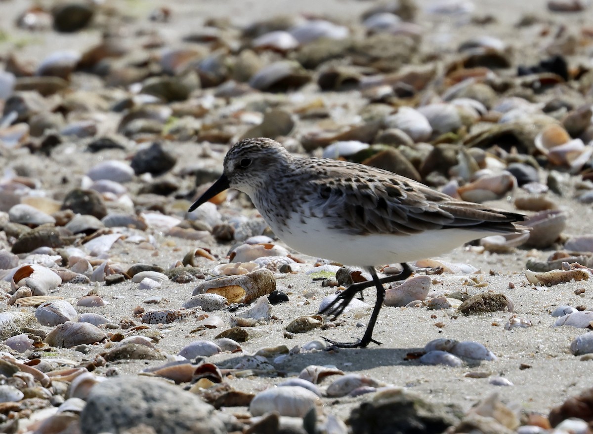 Semipalmated Sandpiper - ML620610873