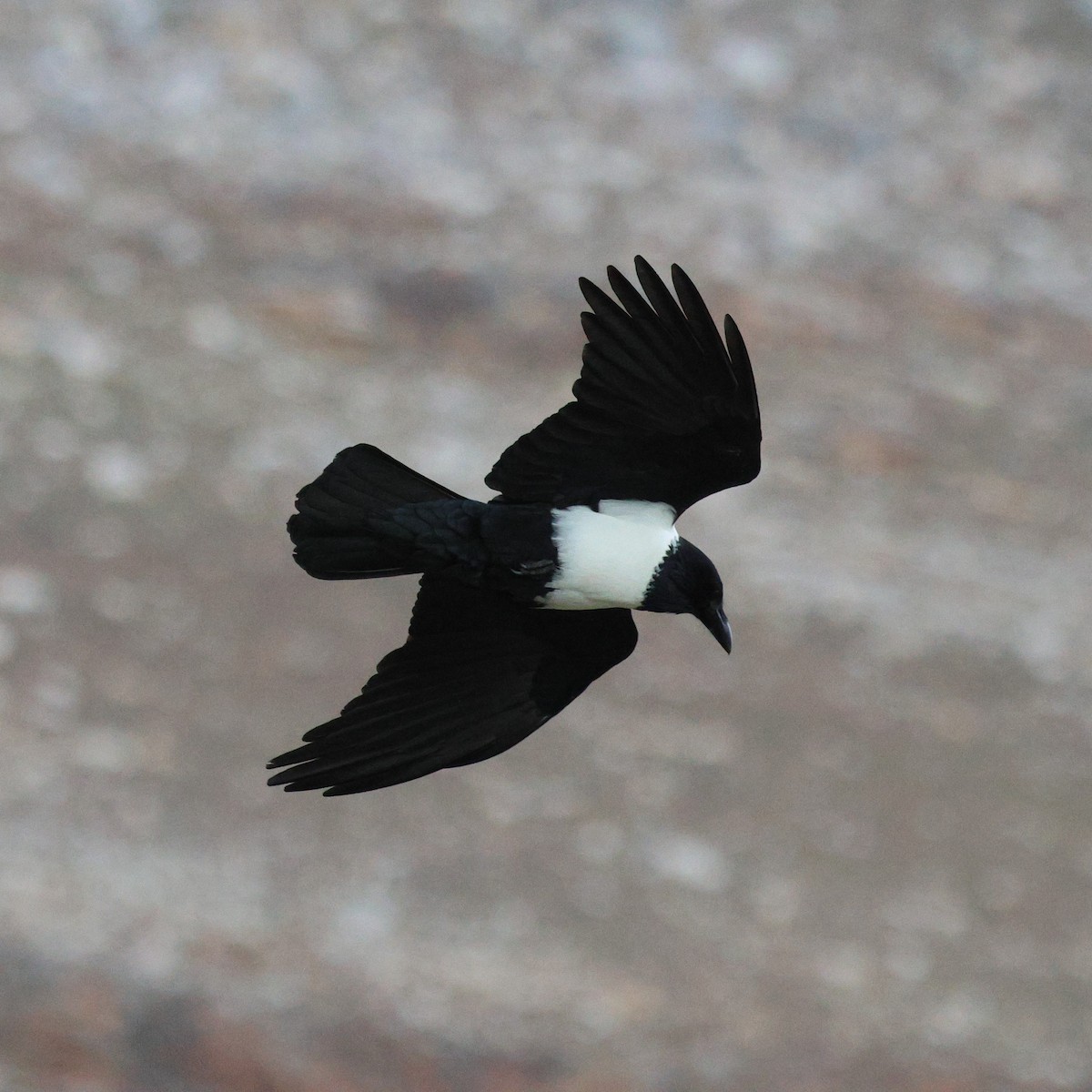 Pied Crow - ML620610874