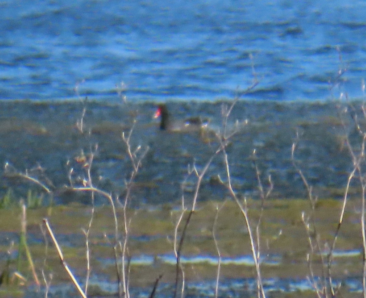 Gallinule d'Amérique - ML620610876