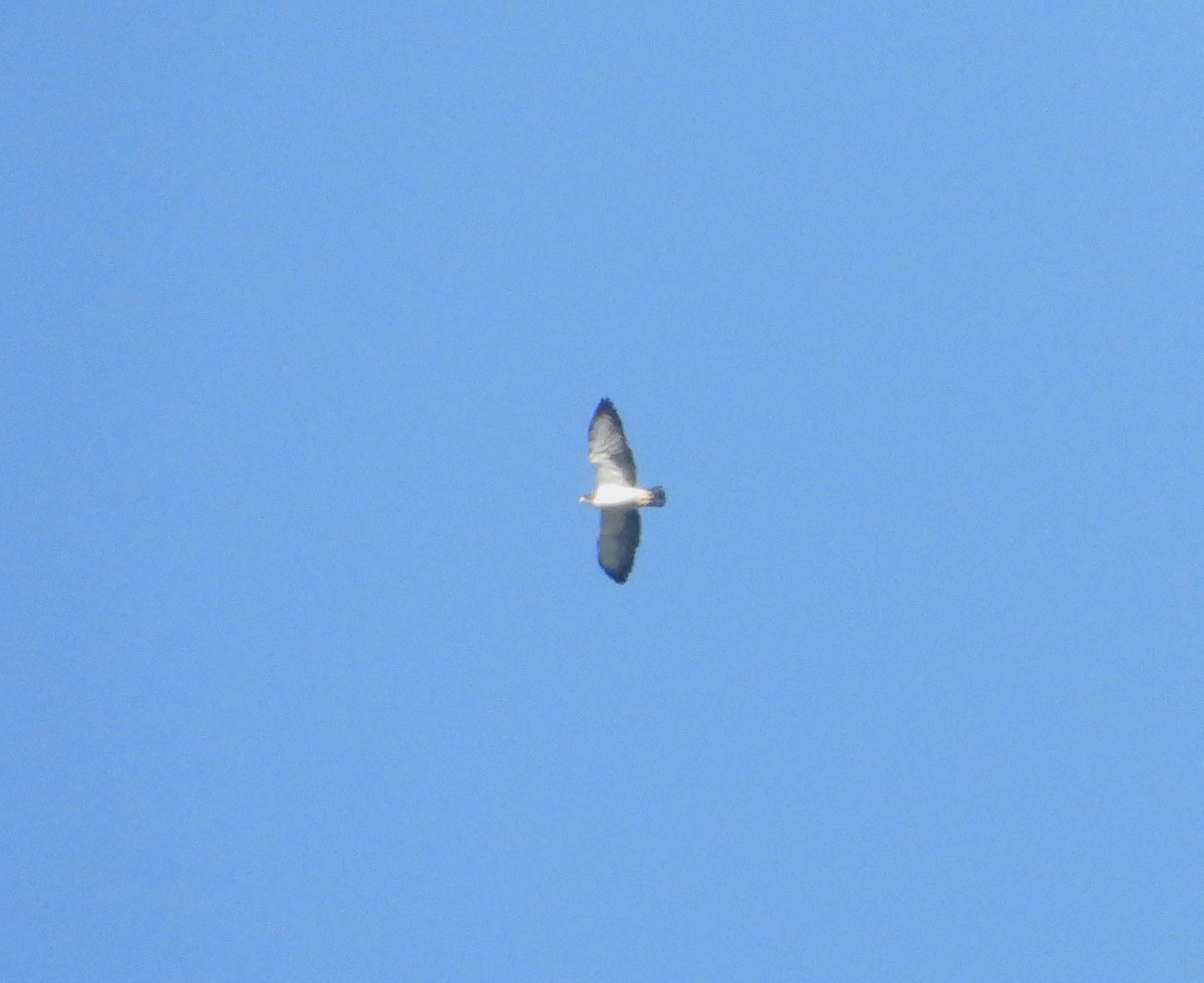 Short-tailed Hawk - ML620610877