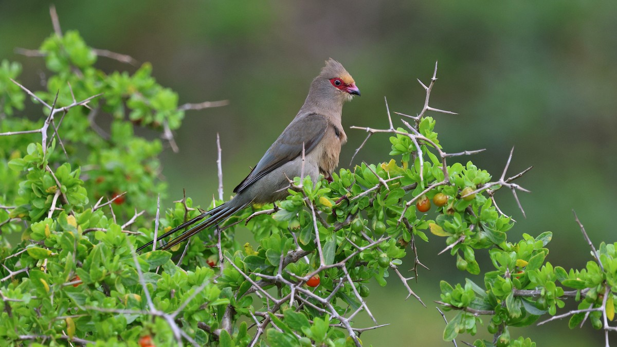 Pájaro Ratón Carirrojo - ML620610878