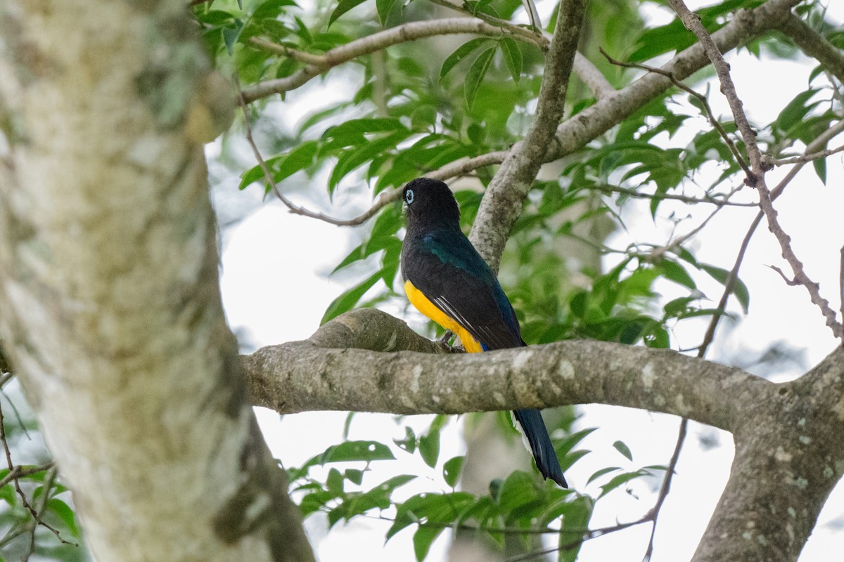 Trogon à tête noire - ML620610879