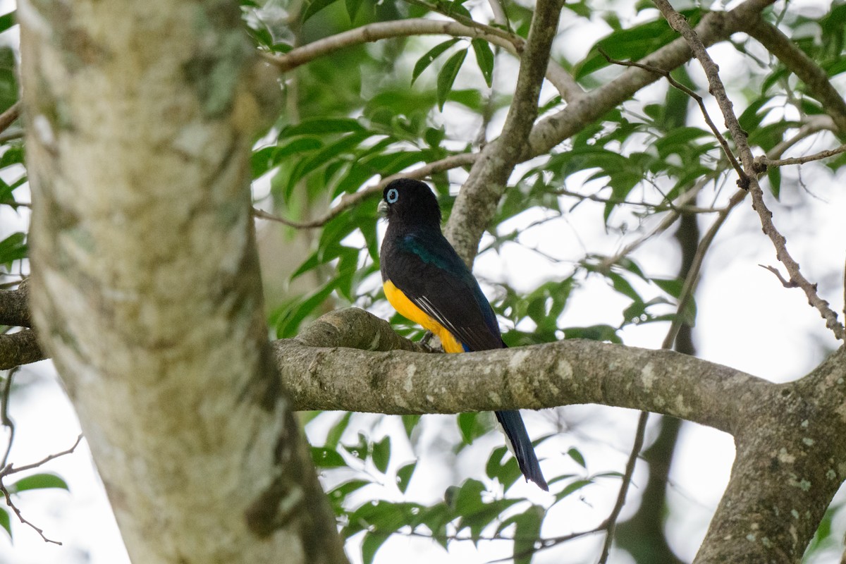 Trogon à tête noire - ML620610880