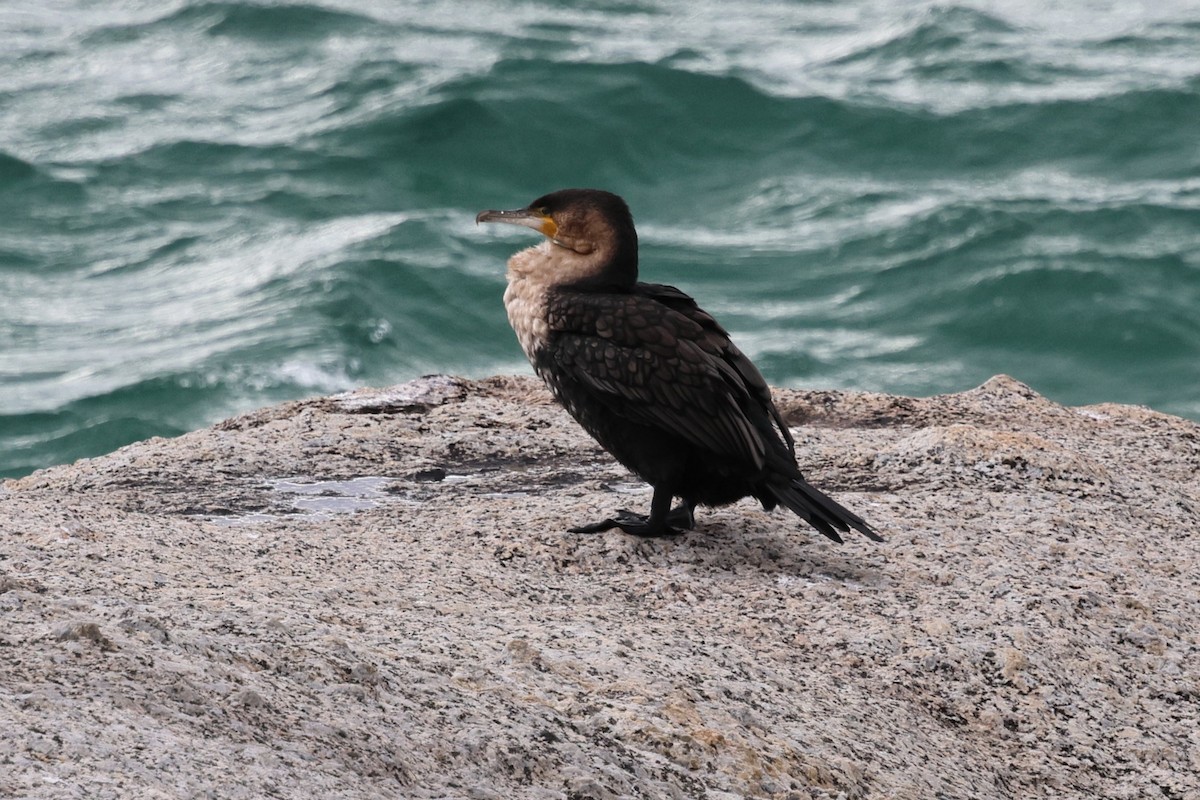 Great Cormorant (White-breasted) - ML620610884