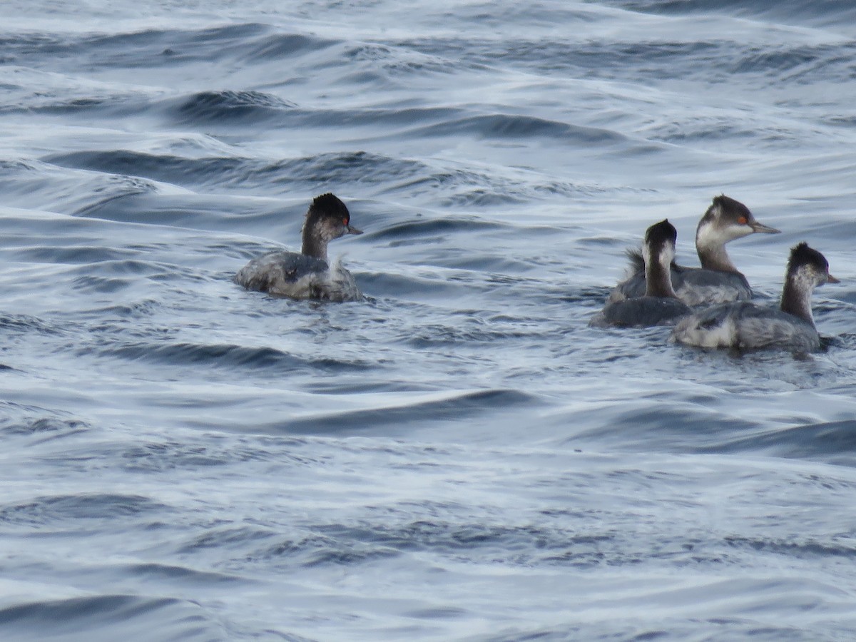 Eared Grebe - ML620610885