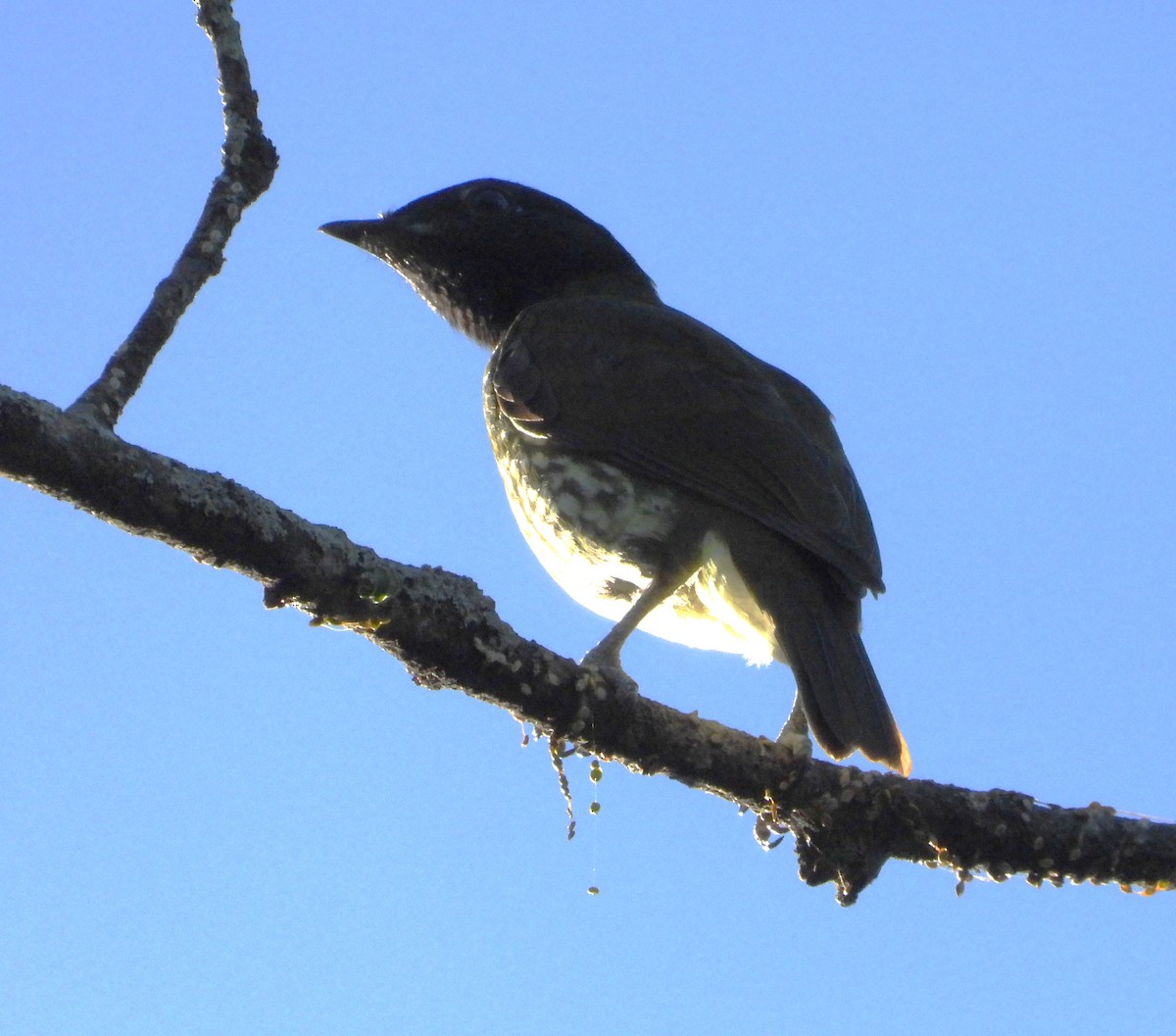 Bare-throated Bellbird - ML620610886