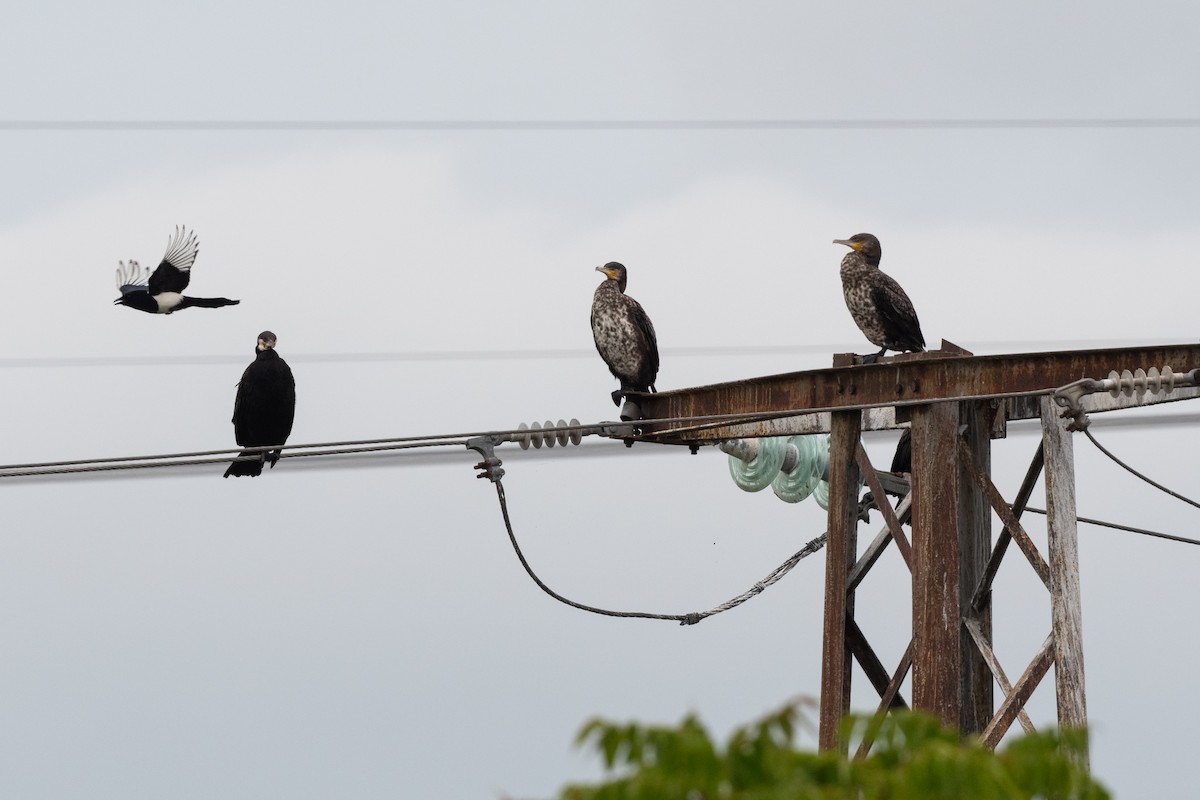 Great Cormorant - ML620610889