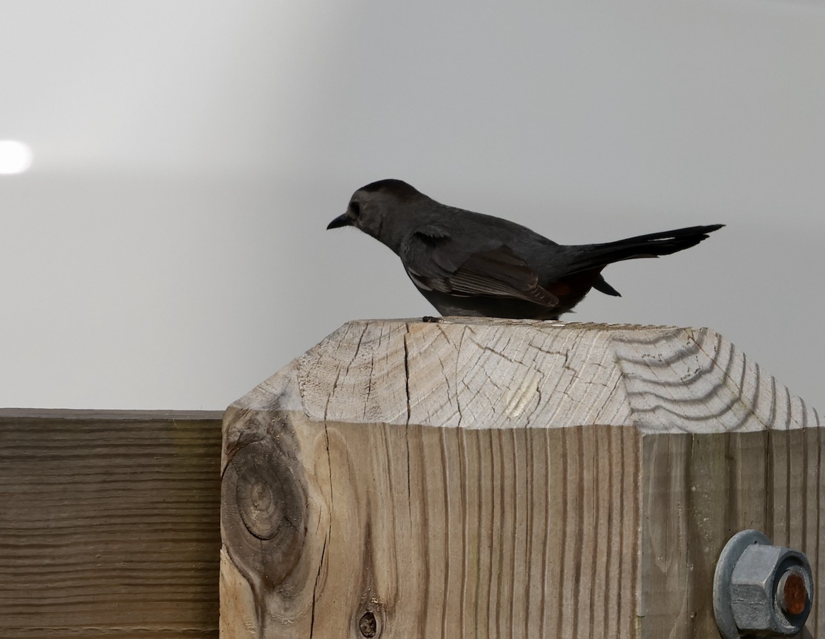 Gray Catbird - ML620610902