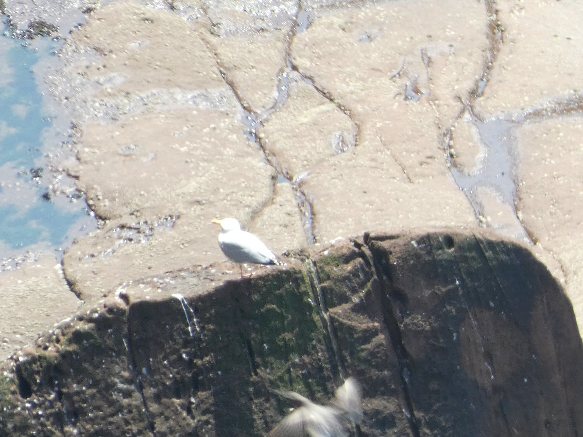 Black-legged Kittiwake - ML620610903