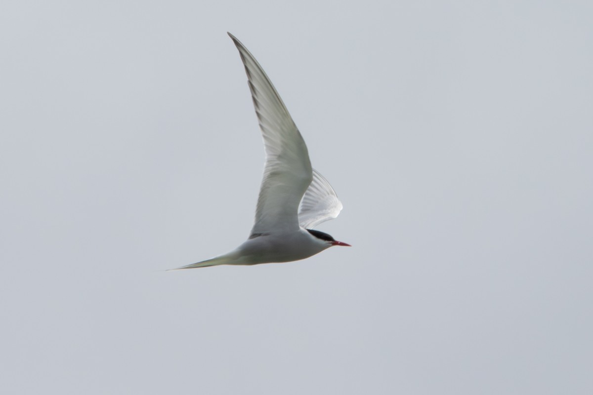 Arctic Tern - ML620610906