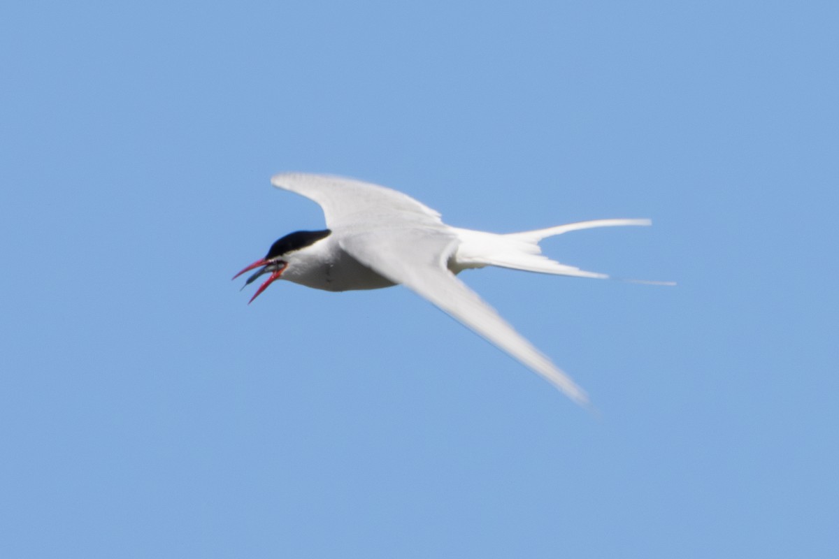 Arctic Tern - ML620610907