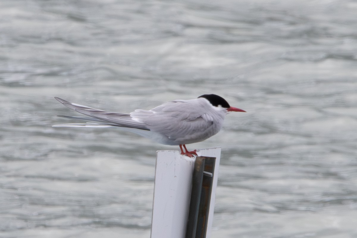 Arctic Tern - ML620610908