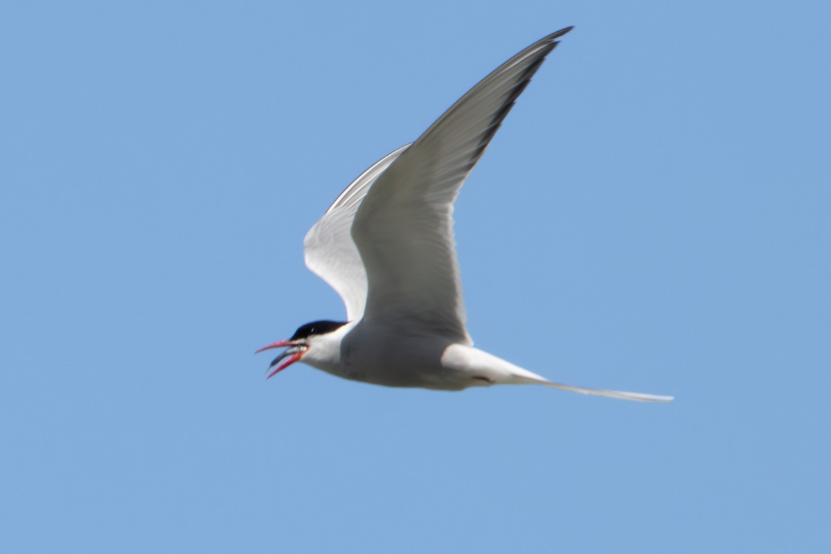 Arctic Tern - ML620610909